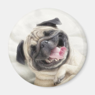 pug kitchen accessories