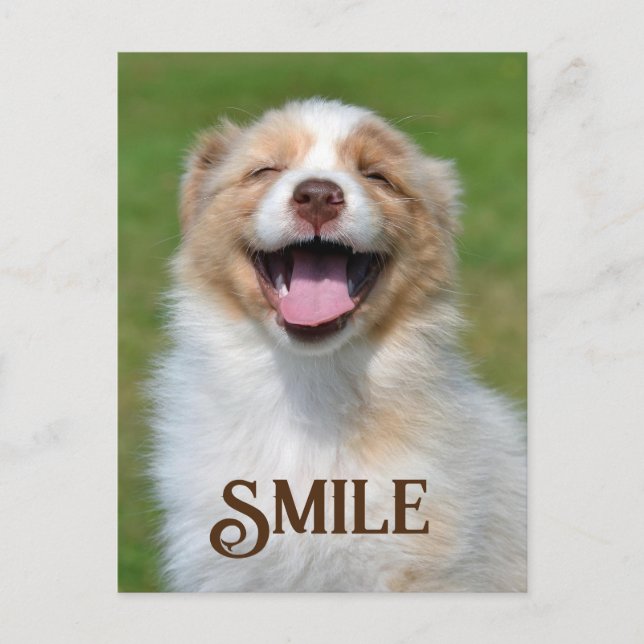 Smiling Puppy Dog Funny Animal Smile Postcard (Front)