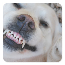 Smiling retriever