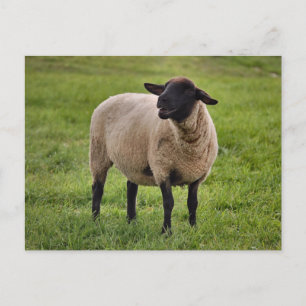 Smiling Sheep Postcard