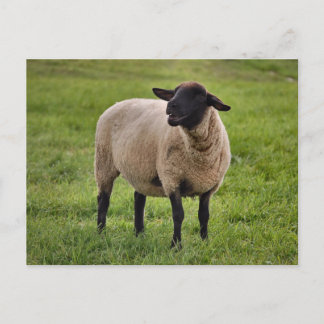 Smiling Sheep Postcard