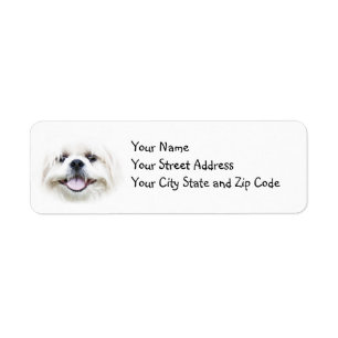 Smiling Shih Tzu