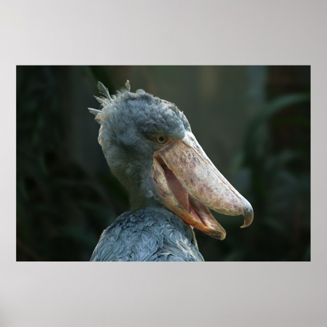 Smiling Shoebill Poster (Front)