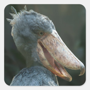 Smiling Shoebill Square Sticker