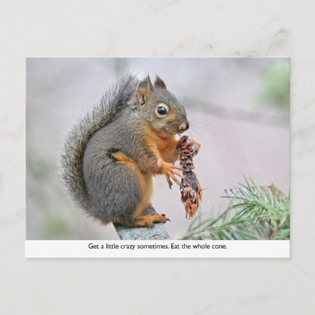 Smiling Squirrel Eating Pine Cone Postcard (Front)