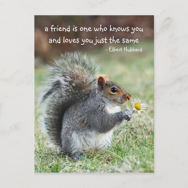 Smiling squirrel Friendship Quote Postcard (Front)
