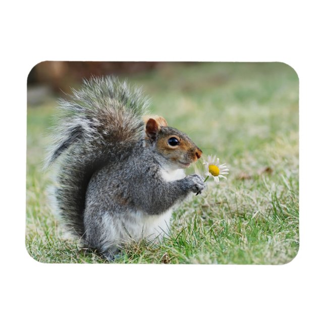 Smiling Squirrel with Daisy Magnet (Horizontal)