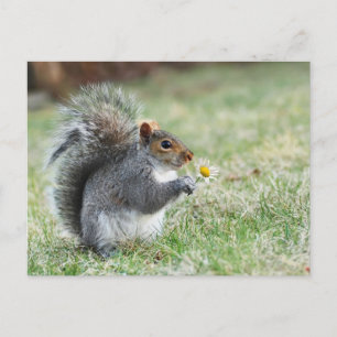 smiling squirrel with daisy postcard