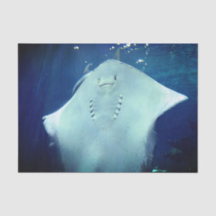 Smiling Sting Ray Gift Wrap Tissue Paper