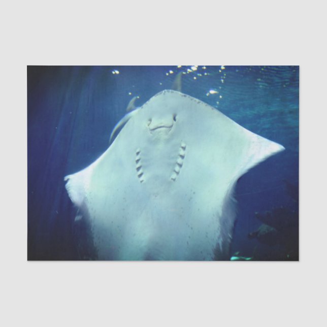 Smiling Sting Ray  Gift Wrap Tissue Paper (Front)