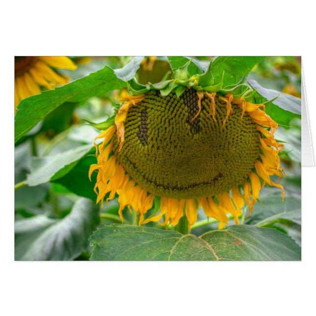 Smiling Sunflower (Front Horizontal)