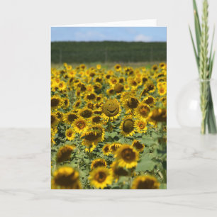 Smiling Sunflower - Brazilian Management Greeting  Card