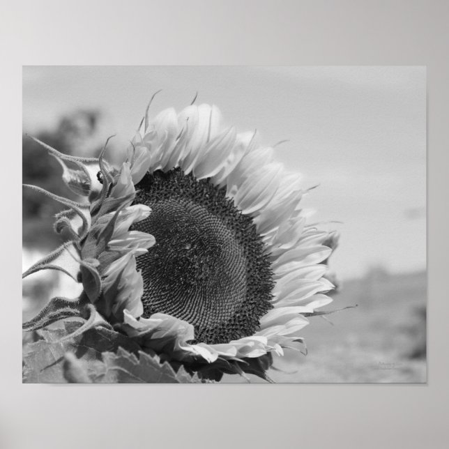 Smiling Sunflower Floral Black And White Poster (Front)