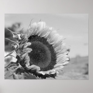 Smiling Sunflower Floral Black White Print