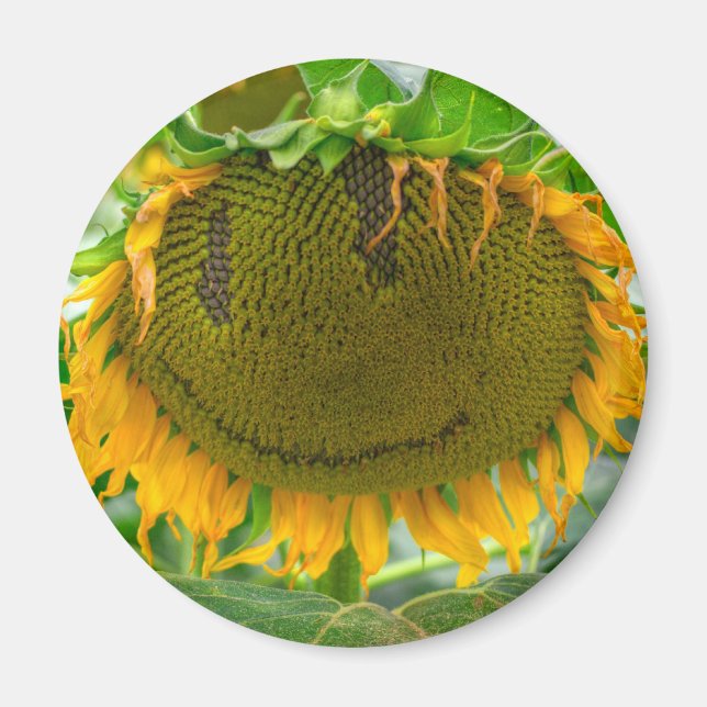 Smiling Sunflower Magnet (Front)