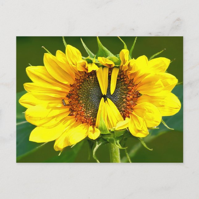 Smiling Sunflower Postcard (Front)