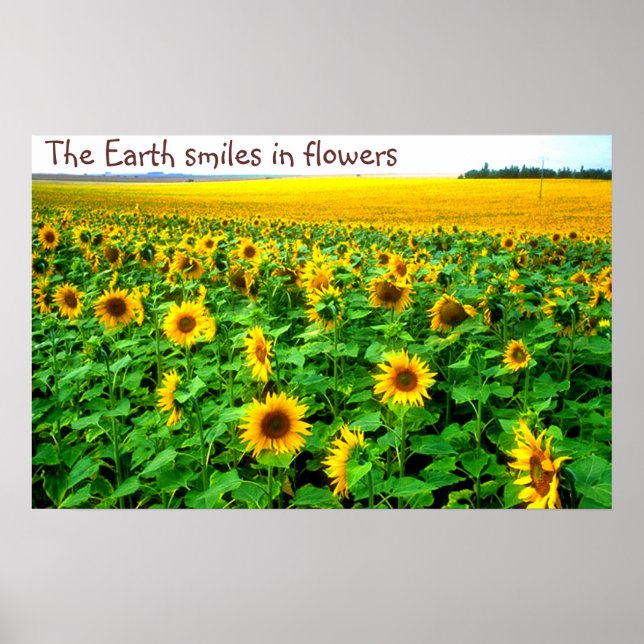 Smiling sunflowers  by TDGallery Poster (Front)