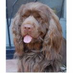 SMILING SUSSEX SPANIEL PHOTO SCULPTURE DECORATION<br><div class="desc">This charming Sussex Spaniel would love to join you for the Holidays.</div>