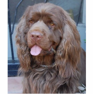 SMILING SUSSEX SPANIEL PHOTO SCULPTURE DECORATION