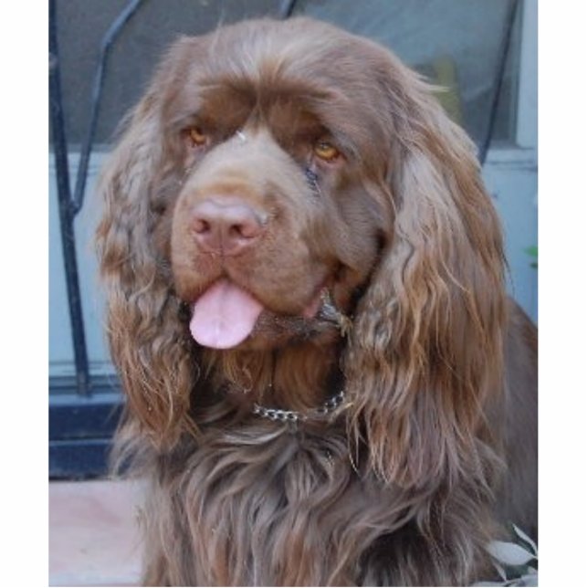 SMILING SUSSEX SPANIEL PHOTO SCULPTURE DECORATION (Front)