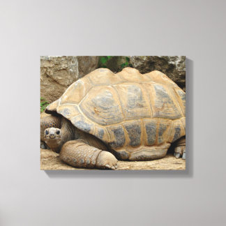 Smiling Tortoise 14"x11" Canvas Print
