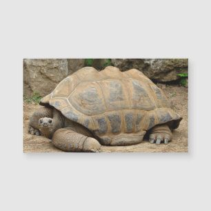 Smiling Tortoise Blank