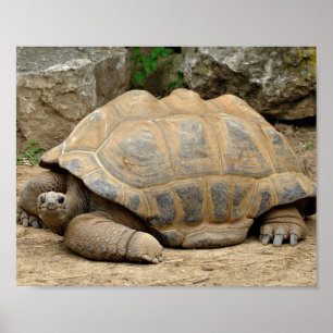 Smiling Tortoise Poster