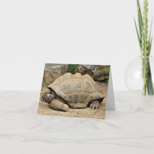 Smiling Tortoise Thank You Card