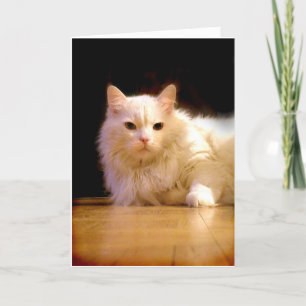 Smiling white cat greeting card