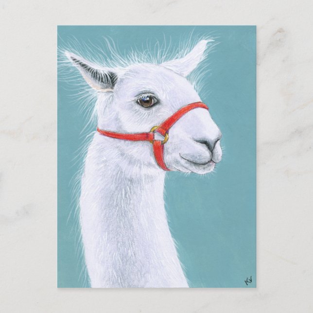 Smiling White Llama postcard (Front)