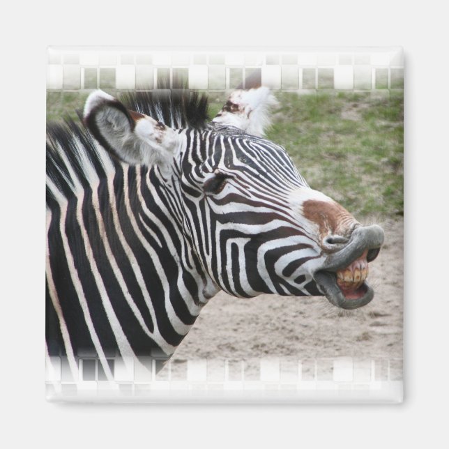 Smiling Zebra Magnet (Front)