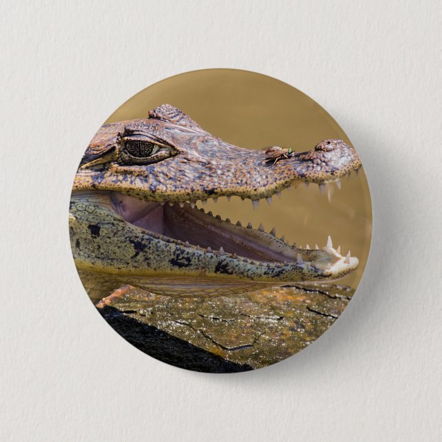 Smilling crocodile in Tortuguero - Costa Rica 6 Cm Round Badge (Front)