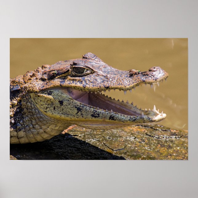 Smilling crocodile in Tortuguero - Costa Rica Poster (Front)