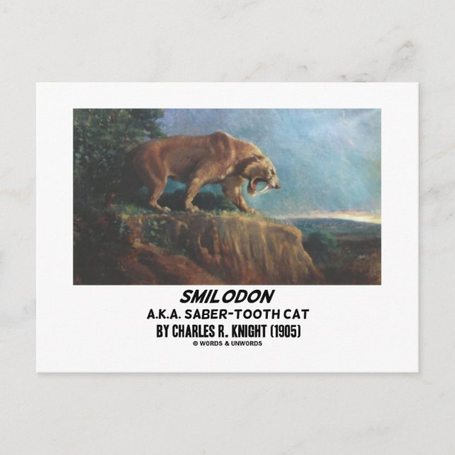Smilodon (A.K.A. Sabre-Tooth Cat) Knight (1905) Postcard (Front)