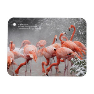 Smithsonian Flamingos In The Snow Magnet