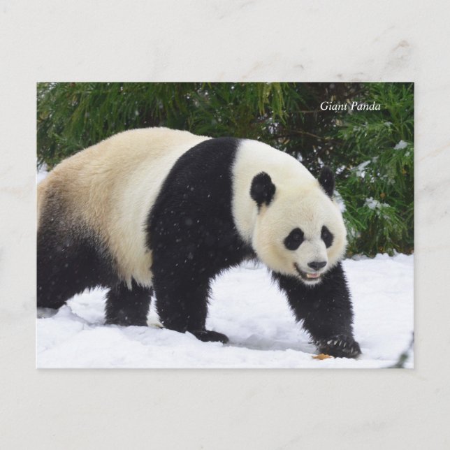Smithsonian | Giant Pandas In The Snow Postcard (Front)
