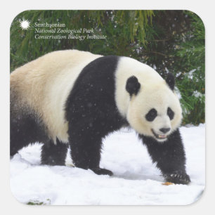 Smithsonian   Giant Pandas In The Snow Square Sticker