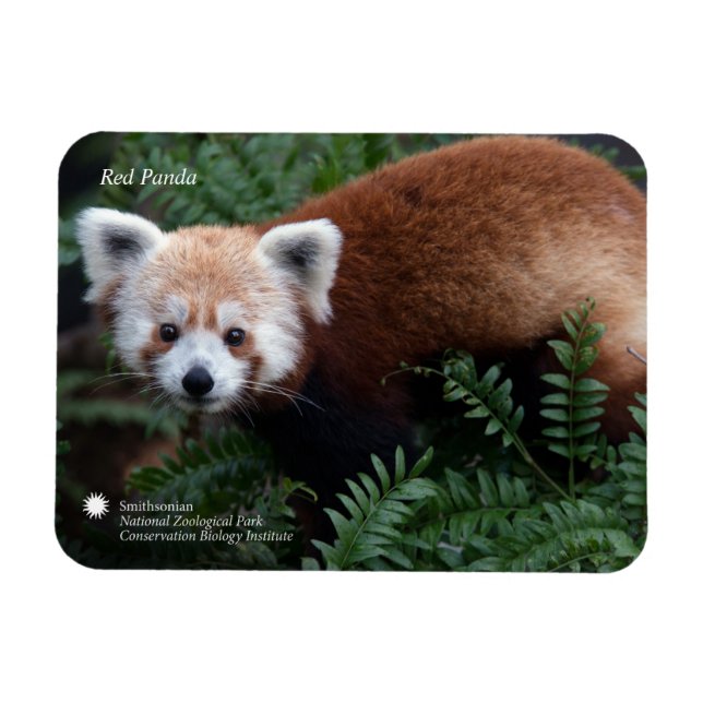Smithsonian | Red Panda Magnet (Horizontal)