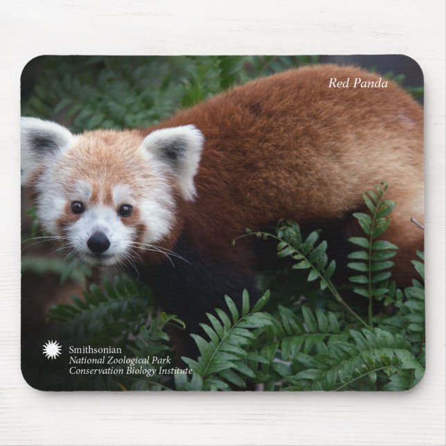 Smithsonian | Red Panda Mouse Mat (Front)