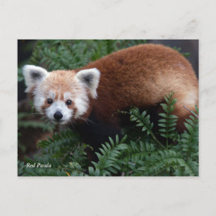 Smithsonian   Red Panda Postcard