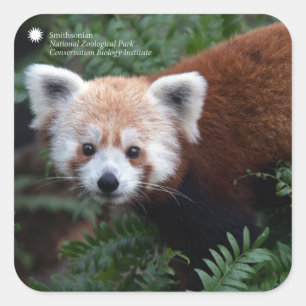 Smithsonian   Red Panda Square Sticker