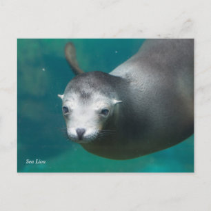 Smithsonian   Sea Lion Postcard