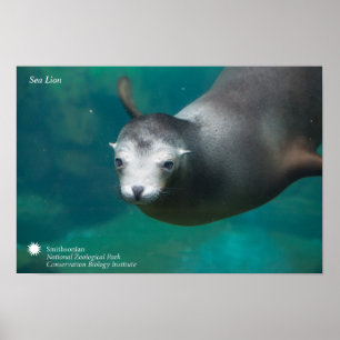 Smithsonian Sea Lion Poster