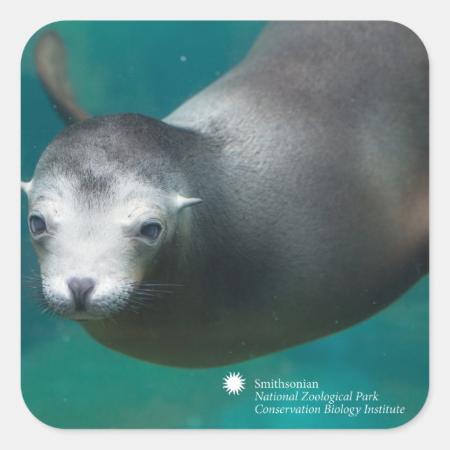Smithsonian | Sea Lion Square Sticker (Front)