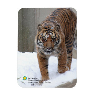 Smithsonian Sumatran Tiger Damai Magnet