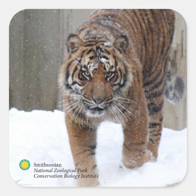 Smithsonian | Sumatran Tiger Damai Square Sticker (Front)
