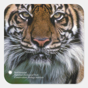 Smithsonian Sumatran Tiger Soyono Square Sticker