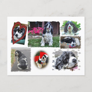 Smokey the Spaniel Postcard