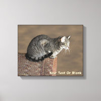 Smoky Grey Tabby Cat