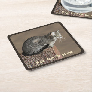 Smoky Grey Tabby Cat Square Paper Coaster